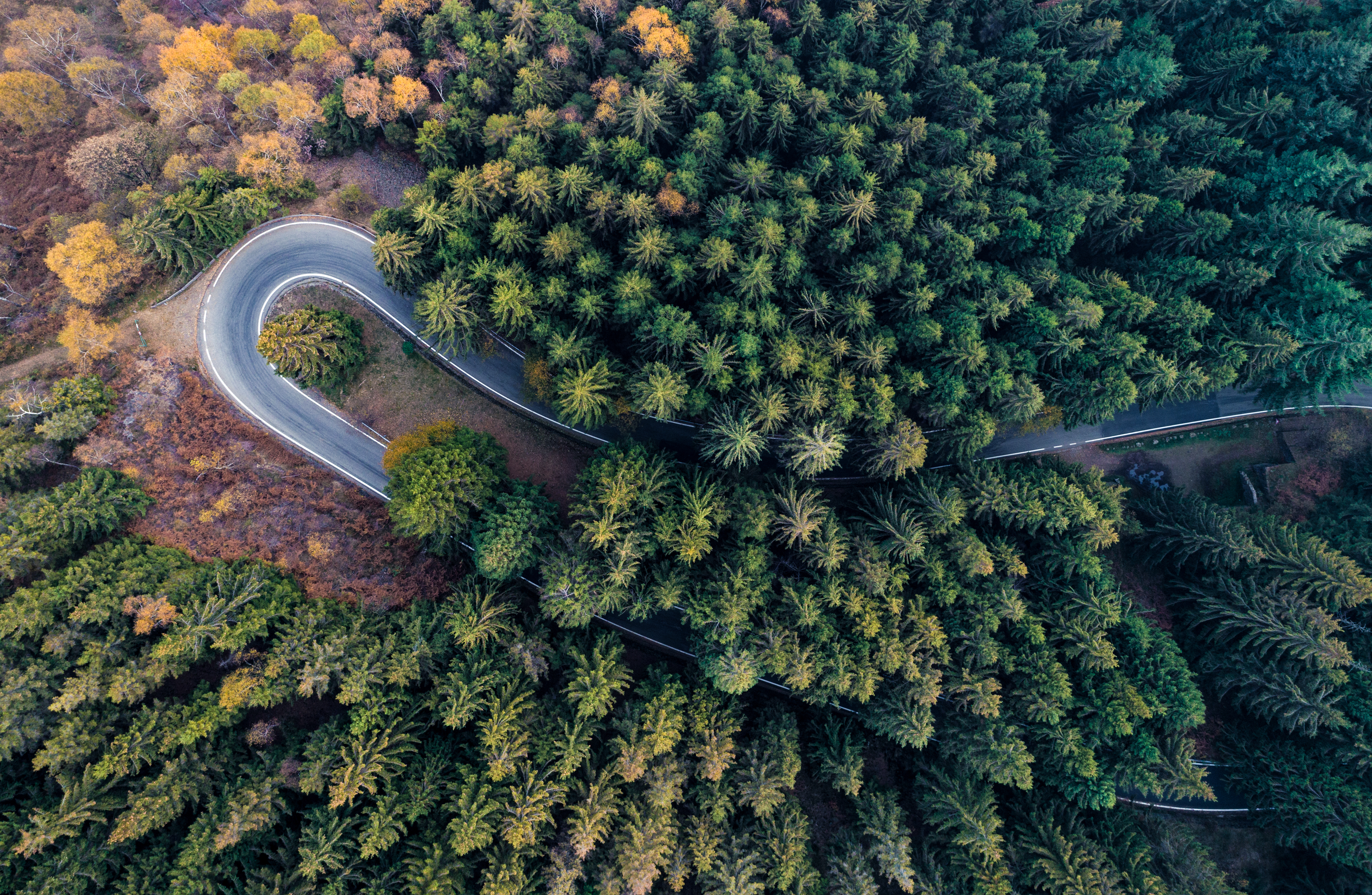 International Day of Forests