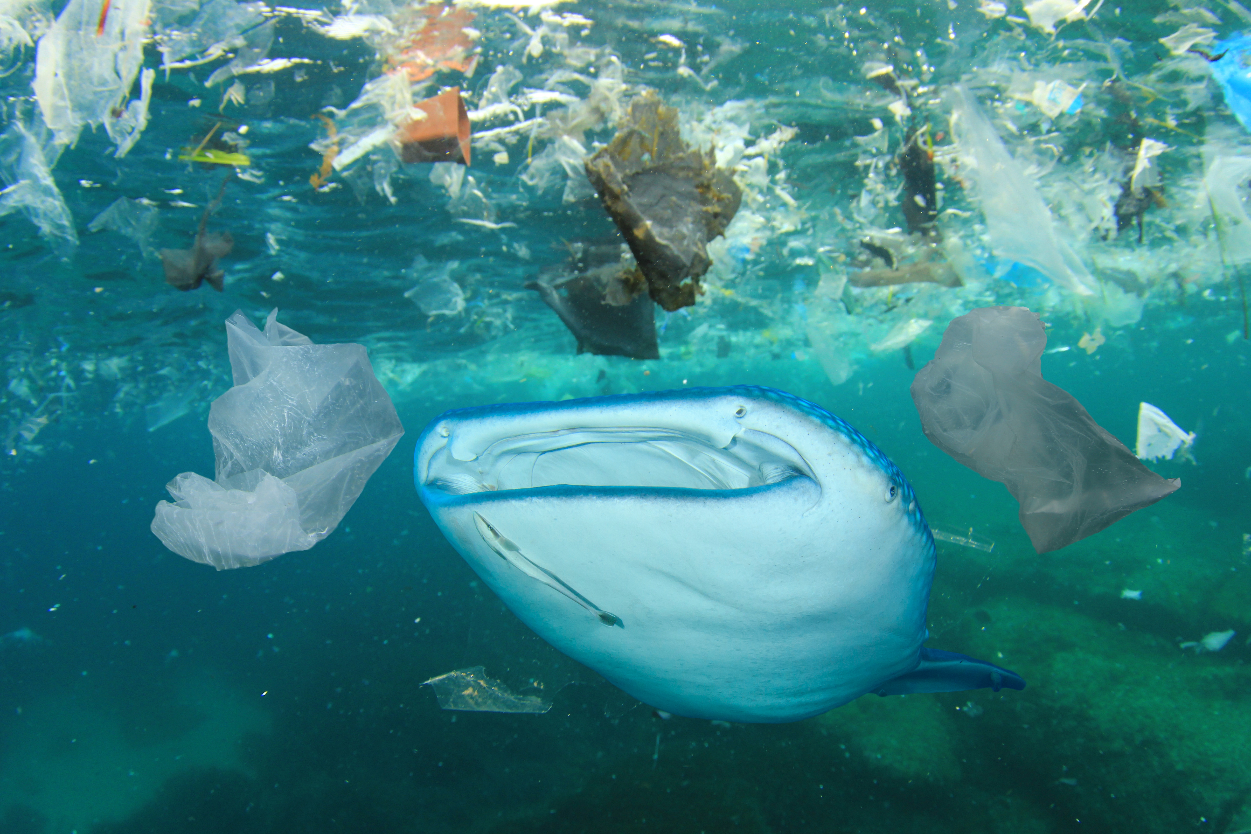 Monarch Explains: Microplastics