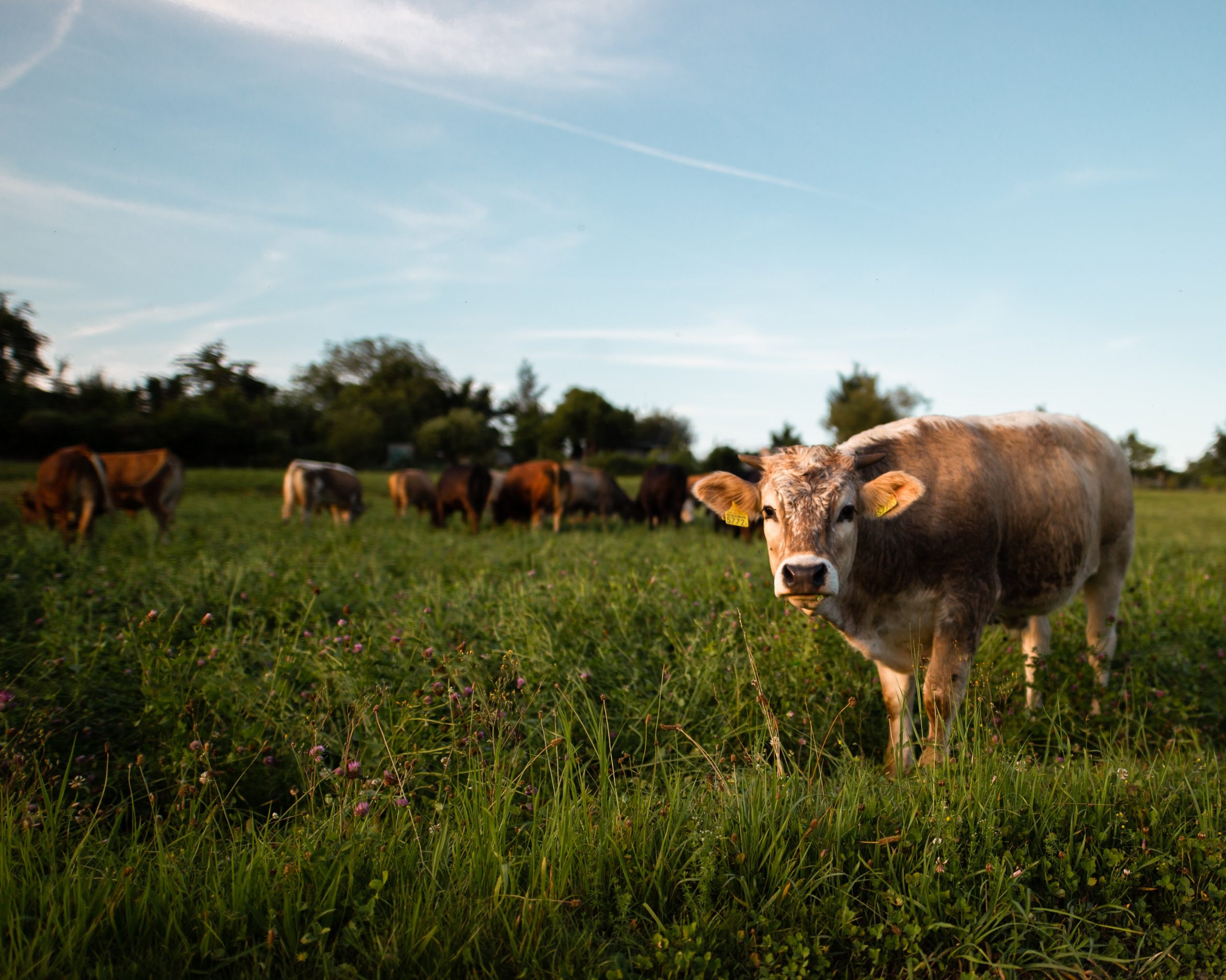 Is slashing methane the fastest way to curb climate change?